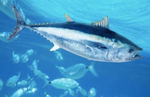 Accord de pêche : pourquoi l’État réserve le thon aux navires de l’UE