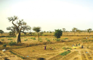 Deni-Birame Ndao Sud , Violation foncière