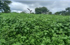 HYPTIS SOUAVEOLENS, MENACE SUR L’ELEVAGE EN CASAMANCE ET OPPORTUNITES D’AFFAIRES DES JEUNES POUR LA PRESERVATION DES RESSOURCES FORESTIERES