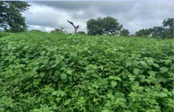 HYPTIS SOUAVEOLENS, MENACE SUR L’ELEVAGE EN CASAMANCE ET OPPORTUNITES D’AFFAIRES DES JEUNES POUR LA PRESERVATION DES RESSOURCES FORESTIERES