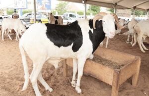 Tabaski 2023: vers une pénurie de moutons