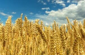 Fin de l’accord sur les céréales ukrainiens et les engrais russes: hausse des prix sur le marché